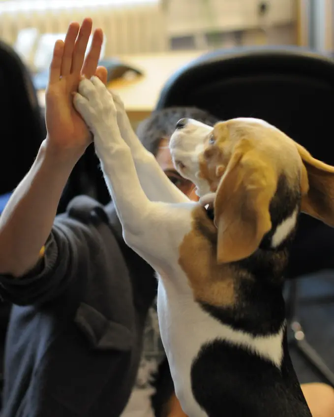 Step-by-Step Guide to Dog Tricks Shake Hands and High Five