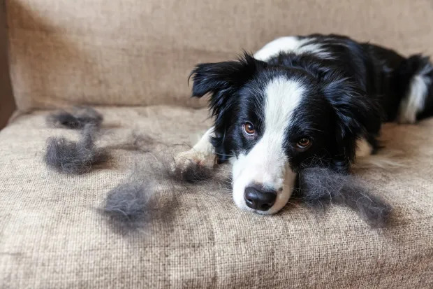 Dealing with Dog Hair Loss