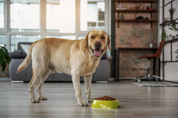 Dog Digestive Health: Expert Tips for Optimal Canine Well-being