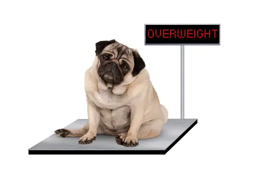 Maintaining a Healthy Dog Weight