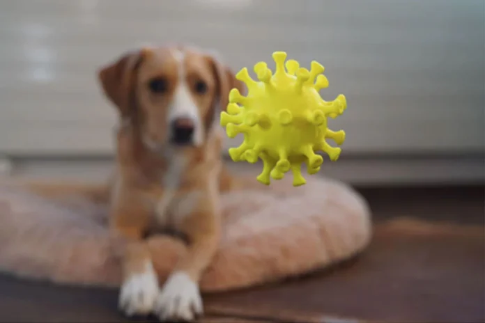 Strengthening Dog Immune System: Boosting Your Dog Immunity