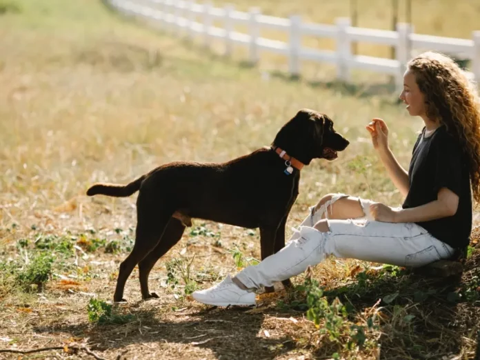Train Your Dog Like a Pro: Quiet, Fetch, and Drop It