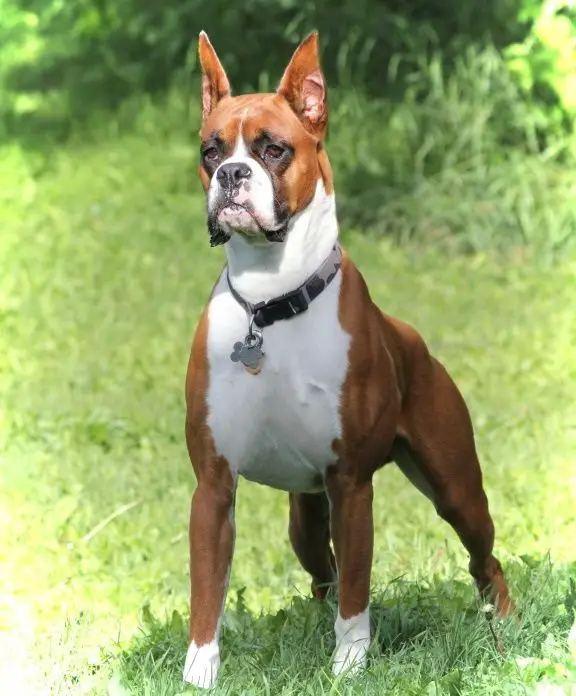 Boxer Dog Breed Information & Characteristics