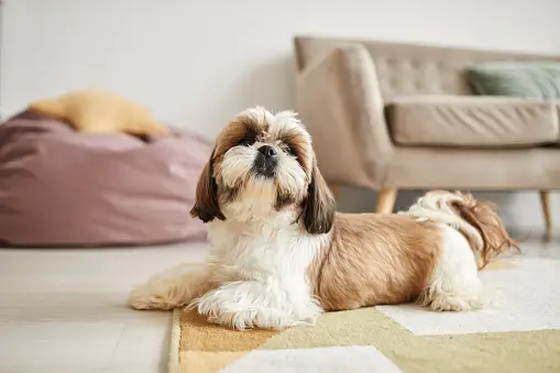 Shih Tzu: Breed Guide, Grooming Tips, and Charming Traits