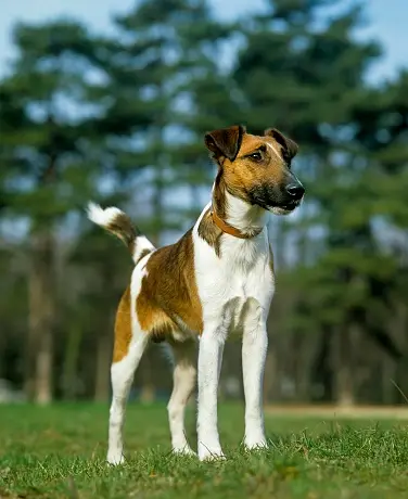 Smooth Fox Terriers